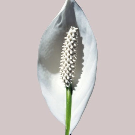 Exploring the World of Clit Suckers: A Guide to Achieving Climax